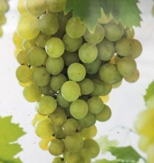 Vitis ‘Fanny’ - Witte druif