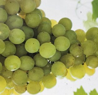 Vitis ‘Fanny’ - Witte druif