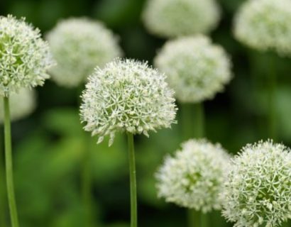 Allium ‘Mount Everest’ (grote pot) - Sierui