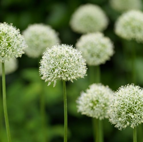 Allium ‘Mount Everest’ (grote pot) - Sierui