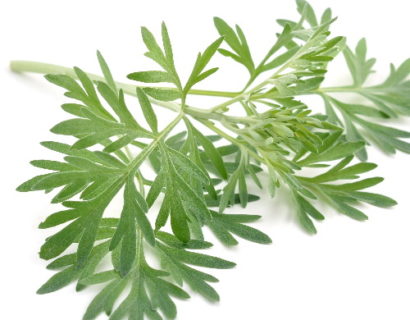 Artemisia abrotanum ‘Cola’ - Colakruid of Citroenkruid