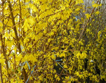 Forsythia ‘Weekend’ of ‘Courtalyn’ op stam