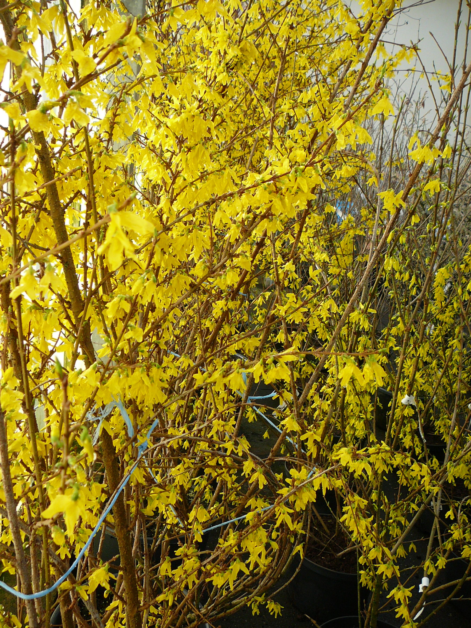 Forsythia ‘Weekend’ of ‘Courtalyn’ op stam - Chinees klokje