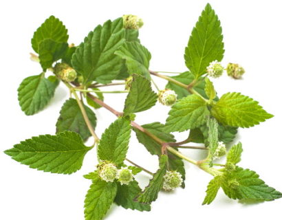 Lippia dulcis - Aztekenkruid of Honingverbena