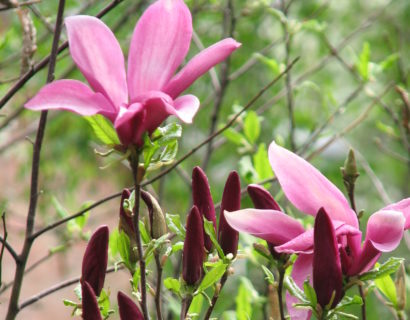 Magnolia ‘Susan’ op stam - Magnolia
