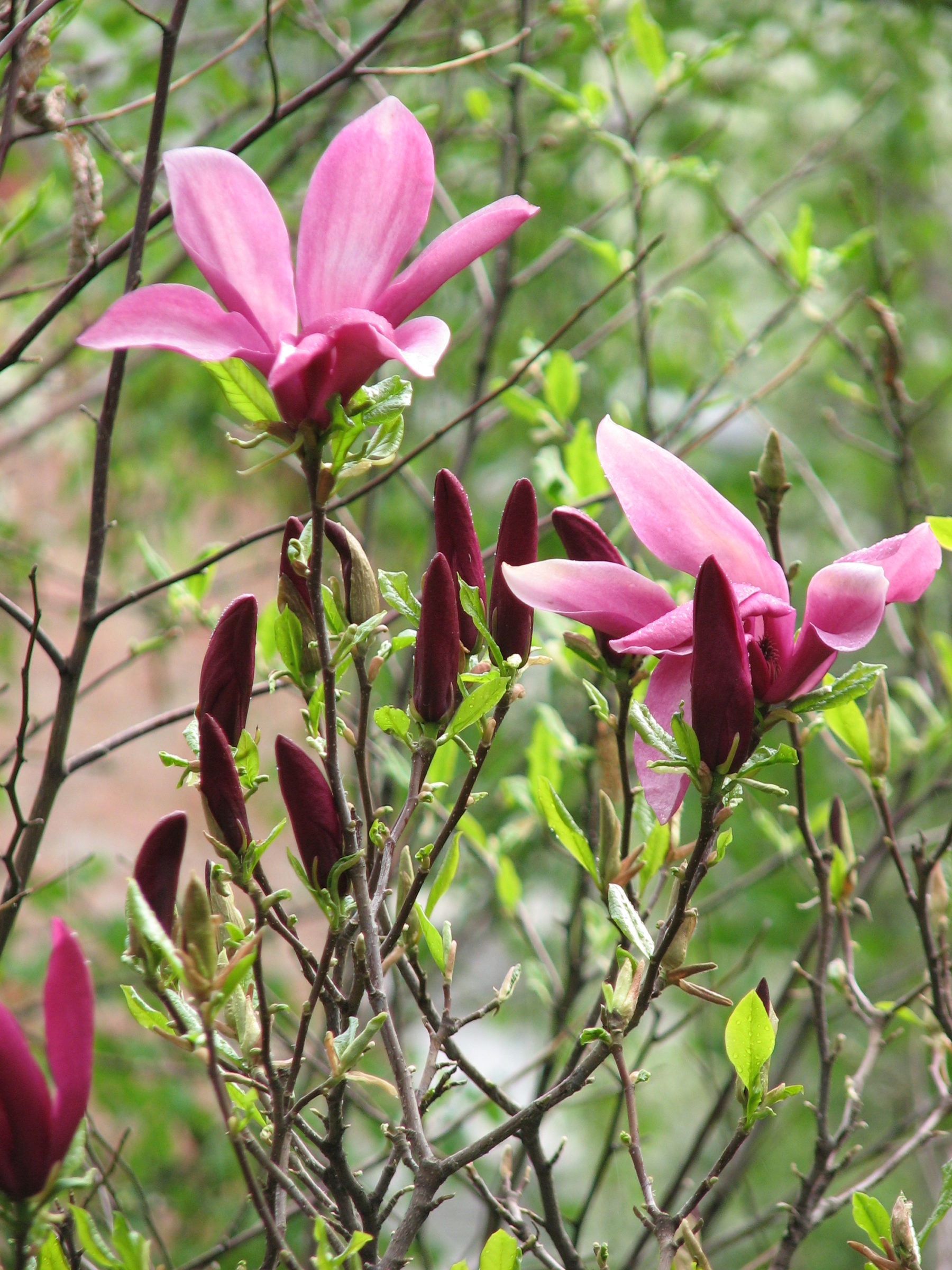 Magnolia ‘Susan’ op stam - Magnolia