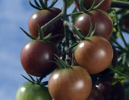 Black Cherry tomaat - Paarse Asperge