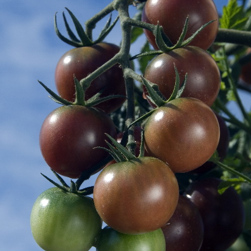 Black Cherry tomaat - 