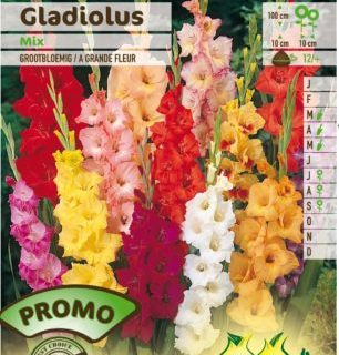 Gladiolus mix - Gladiolen