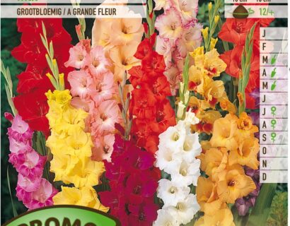 Gladiolus mix - Gladiolen