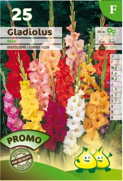 Gladiolus mix - Gladiolen