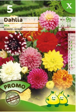 Dahlia mix - Dahlia
