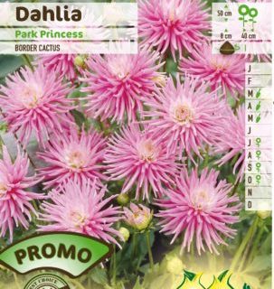 Dahlia ‘Park Princess’ - Cactusdahlia