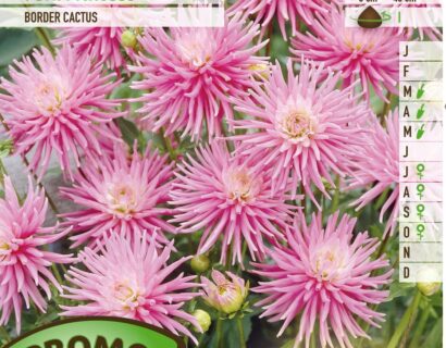 Dahlia ‘Park Princess’ - Cactusdahlia