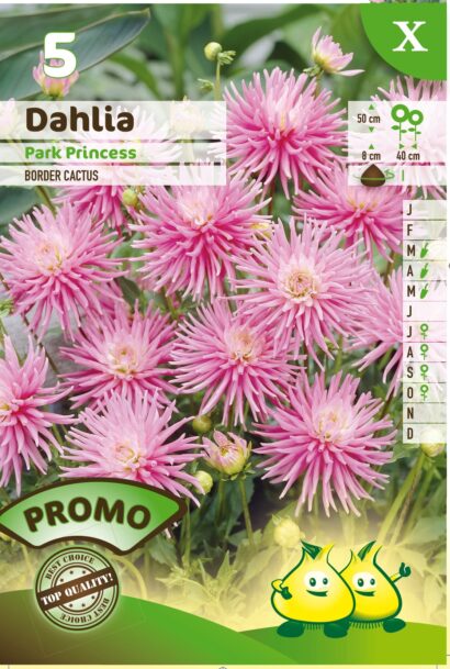 Dahlia ‘Park Princess’ - Cactusdahlia