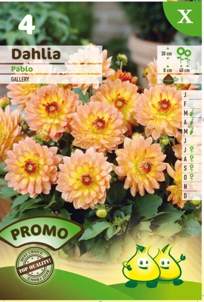 Dahlia ‘Pablo’ - Dahlia