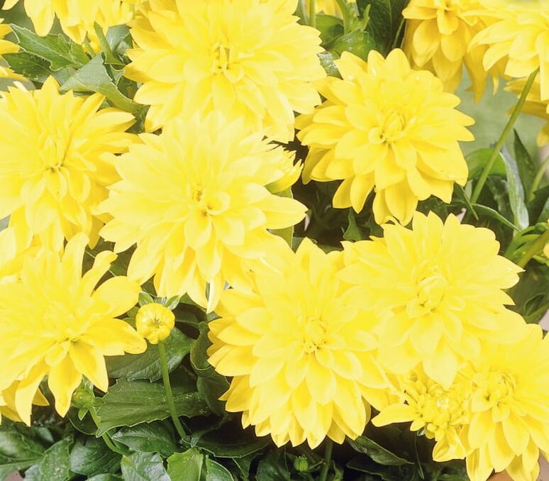 Dahlia ‘Cezanne’ - Dahlia
