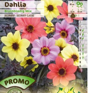 Dahlia bruinbladig mix - Dahlia