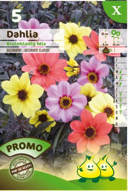 Dahlia bruinbladig mix - Dahlia