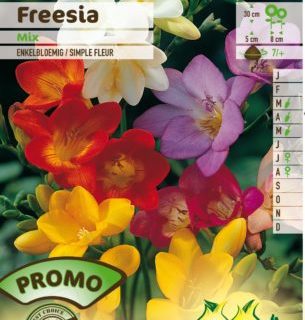 Freesia mix - Freesia