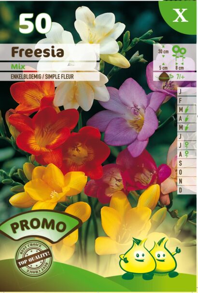 Freesia mix - Freesia