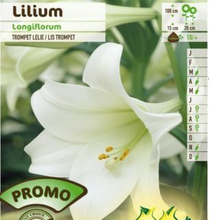 Lilium longiflorum - Trompetlelie