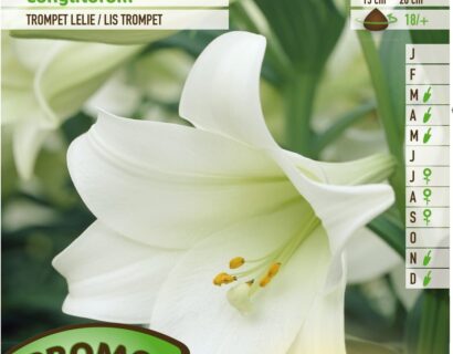 Lilium longiflorum - Trompetlelie