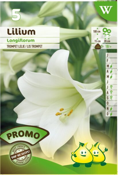 Lilium longiflorum - Trompetlelie