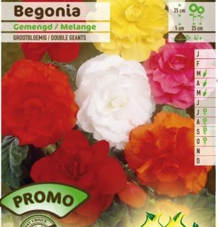 Begonia mix - Begonia