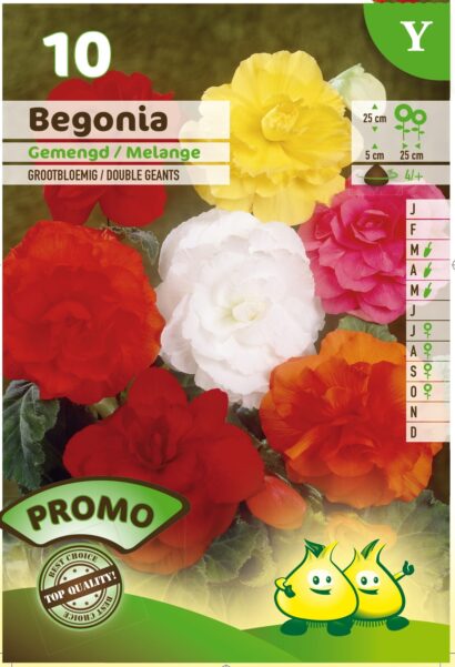 Begonia mix - Begonia