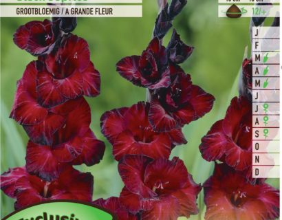 Gladiolus ‘Black Surprice’ - Gladiool