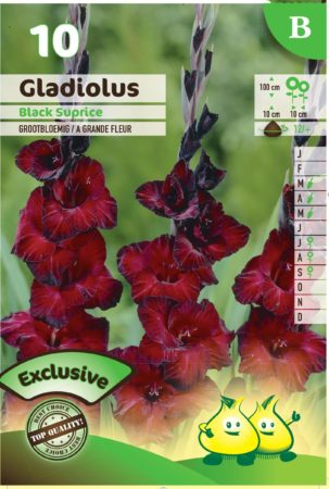 Gladiolus ‘Black Surprice’ - Gladiool