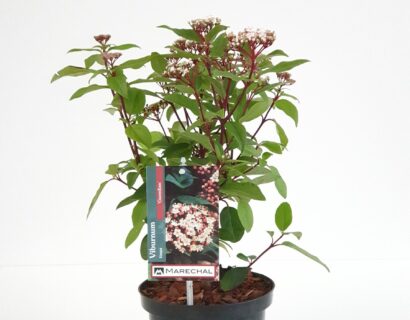 Viburnum tinus ‘Gwenllian’ pot 2 liter - sneeuwbal