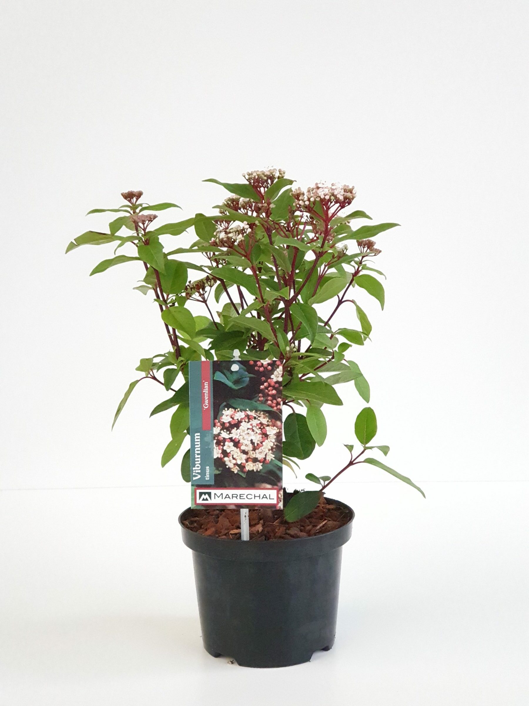 Viburnum tinus ‘Gwenllian’ pot 2 liter