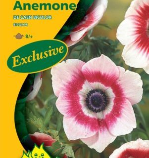 Anemone coronaria bicolor - Anemoon