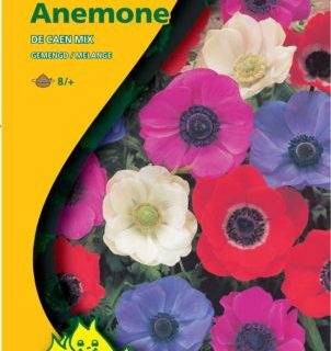 Anemone coronaria ‘De Caen’ - Anemoon