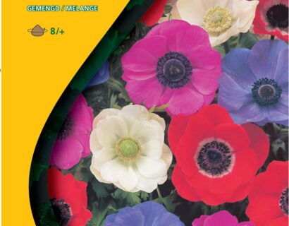 Anemone coronaria ‘De Caen’ - Anemoon