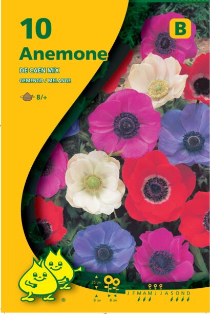 Anemone coronaria ‘De Caen’ - Anemoon