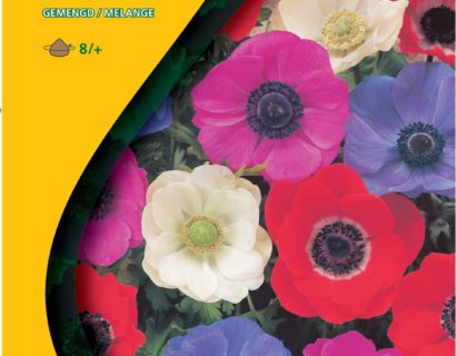 Anemone mix - Anemoon