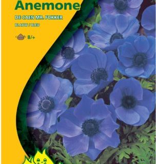 Anemone coronaria ‘Mr. Fokker’ - Anemoon
