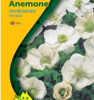Anemone coronaria ‘The Bride’ - Anemoon