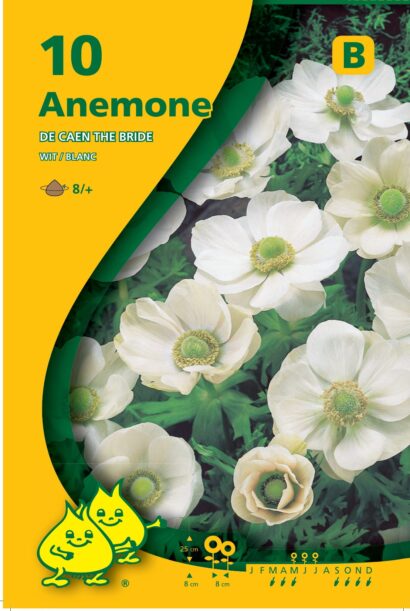 Anemone coronaria ‘The Bride’ - Anemoon