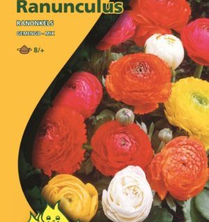 Ranunculus mix - Ranonkel