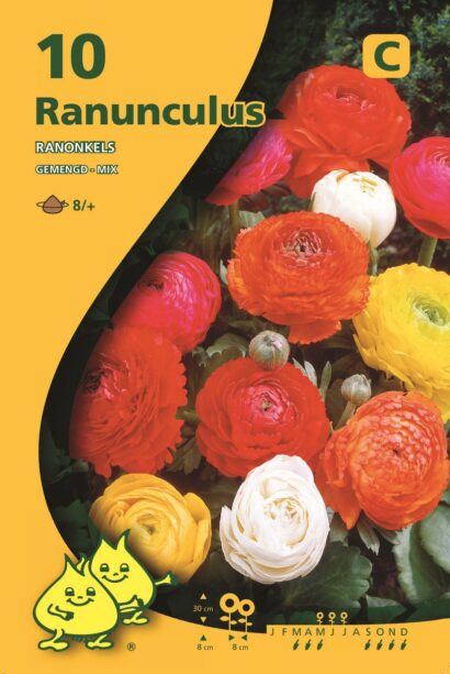 Ranunculus mix - Ranonkel