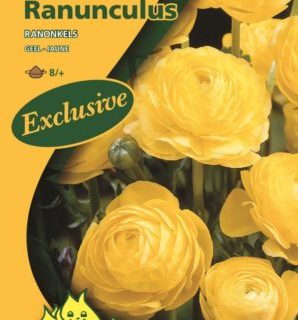Ranunculus geel - Ranonkel