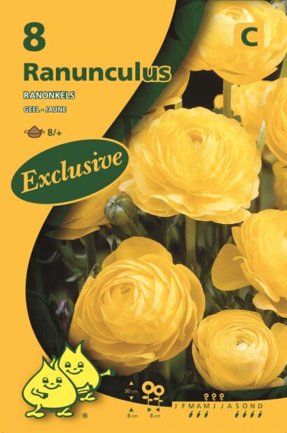 Ranunculus geel - Ranonkel