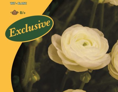 Ranunculus wit - Ranonkel