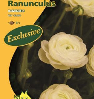 Ranunculus wit - Ranonkel