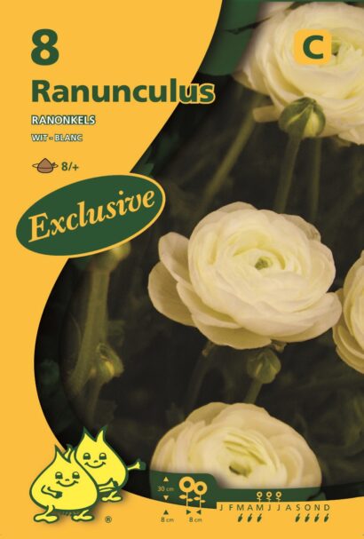 Ranunculus wit - Ranonkel