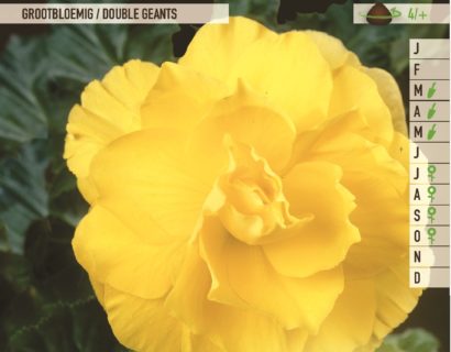 Begonia geel - Begonia